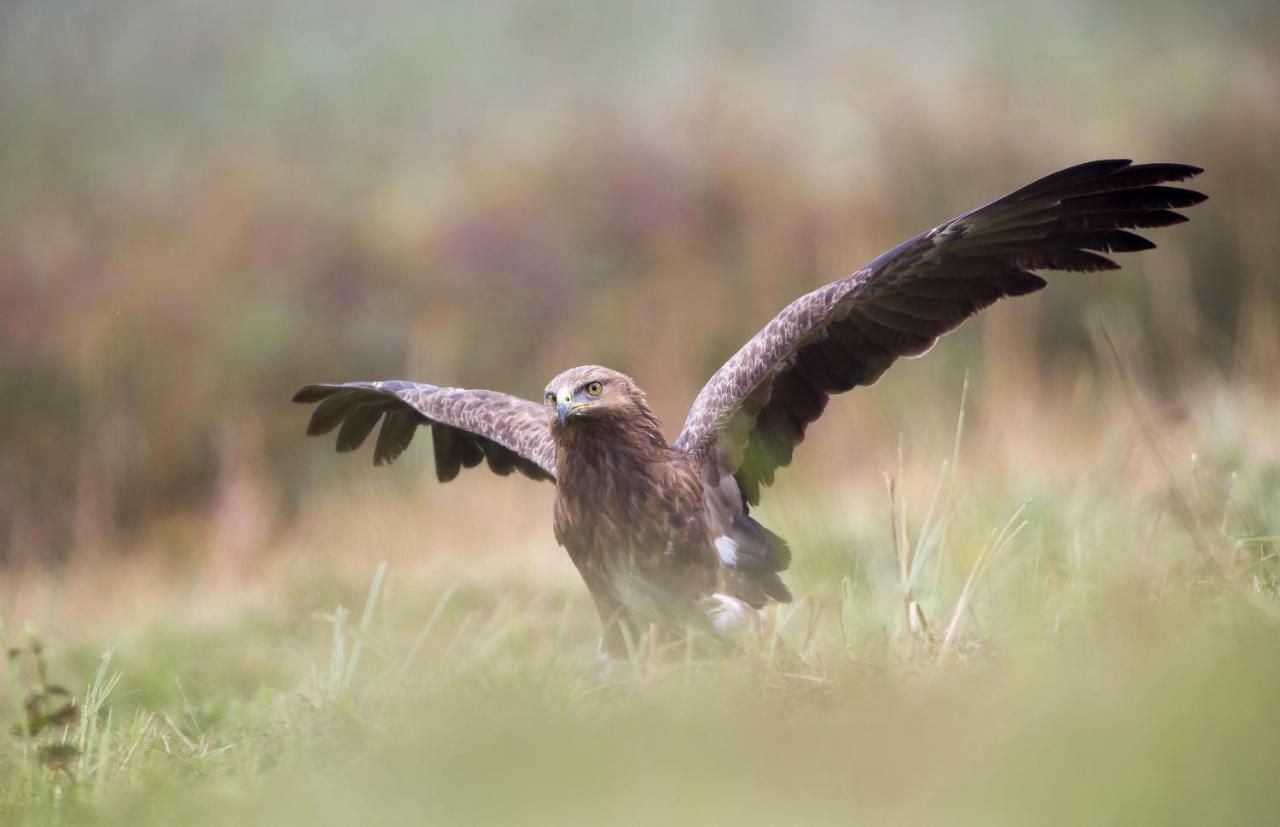 Bialowieski Raj Białowieża エクステリア 写真
