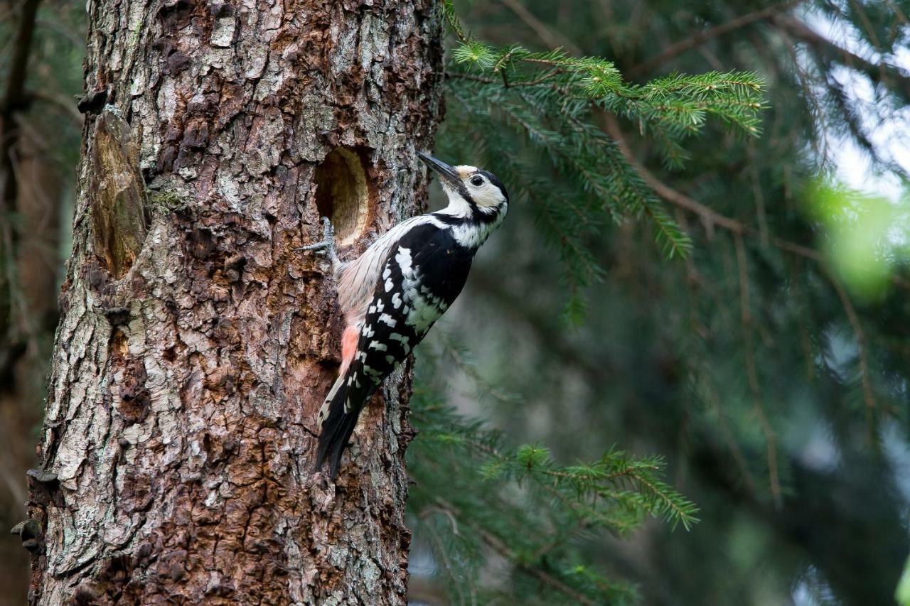 Bialowieski Raj Białowieża エクステリア 写真