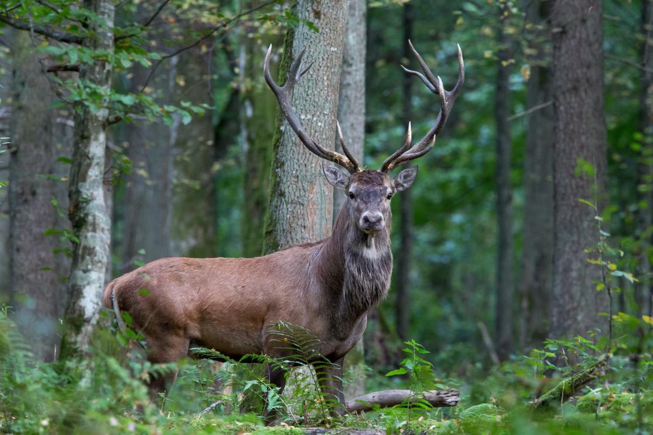 Bialowieski Raj Białowieża エクステリア 写真